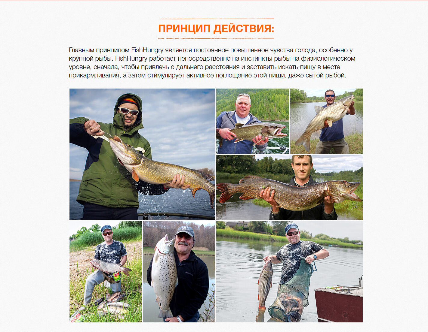 Стоимость Сайта Лендинга Fish Hungry Активатор Клёва